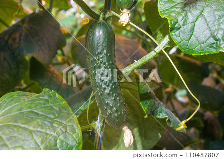 Garden cucumber close-up Garden cucumber close-up 110487807