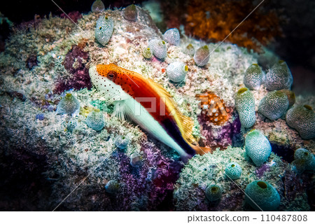 Freckled Hawkfish Ambassis Kopsii 110487808