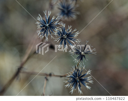 黏性昆蟲菊科的多刺瘦果 110487822