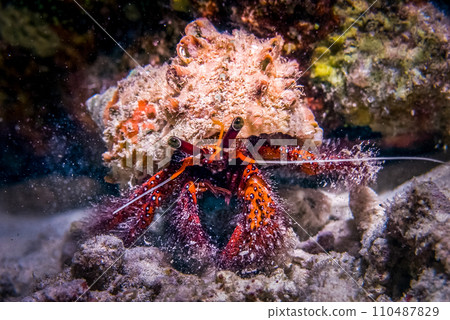 Hermit crab with shell 110487829