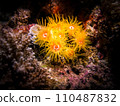 Soft coral close-up 110487832