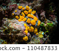 Coral polyps 110487833