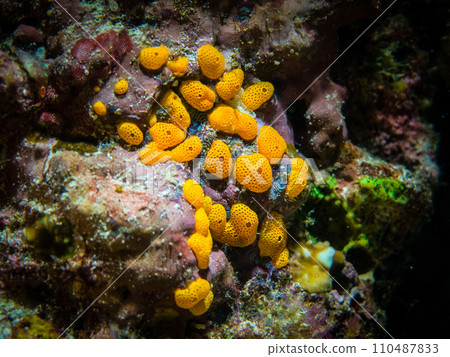 Coral polyps 110487833