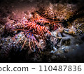 Lionfish close-up 110487836