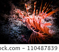 Lionfish close-up 110487839