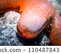 Starfish close-up 110487843