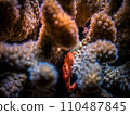 Little red cab 110487845