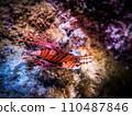 Lionfish close-up 110487846