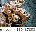 Sea sponge close-up 110487853