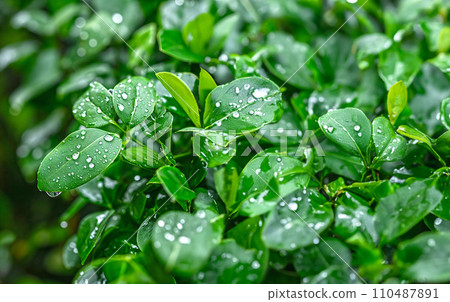 Leaves of dew 110487891