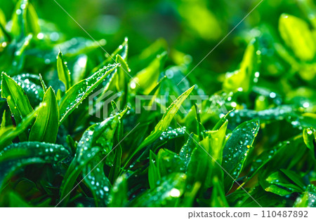 green leaves bathed in the morning light 110487892
