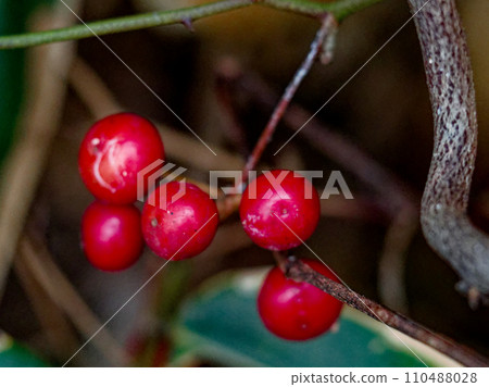 Vining plant with red fruits Sarutoriibara Vining plant with red fruits Sarutoriibara 110488028