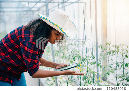 In a greenhouse a woman farmer in a black shirt carefully checks tomato leaves with her phone. Her balanced approach intertwines technology and nature fostering industry development and growth. 110488038
