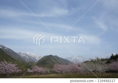 從富山縣上市町馬場島眺望劍岳和野櫻花的壯麗景色 1 從富山縣上市町馬場島眺望劍岳和野櫻花的壯麗景色 1 110488217