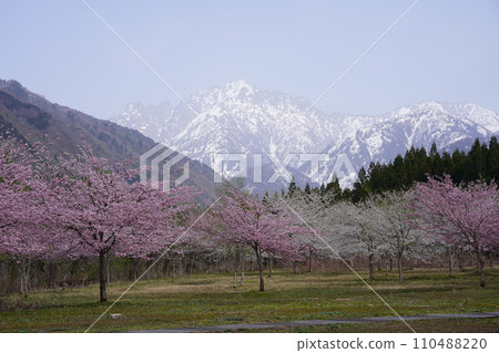 Spectacular view of Mt. Tsurugidake and wild cherry blossoms seen from Babajima, Kamiichi Town, Toyama Prefecture 3 110488220