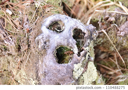 A tree stump similar to the painting Munch's Scream 110488275