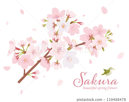 櫻桃樹股票傳染媒介 櫻桃樹股票傳染媒介 110488478