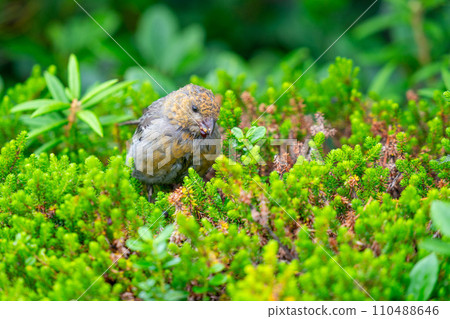 Ginzanmashiko looking for food in a colony of alpine plants 110488646