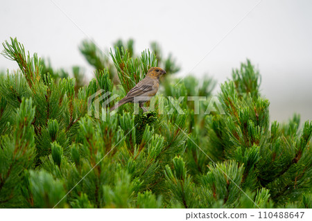 Ginzanmashiko perched on a tall pine and checking out what's going on around it. Ginzanmashiko perched on a tall pine and checking out what's going on around it. 110488647