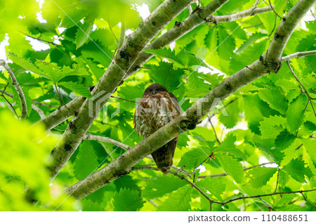 一隻藍色的貓頭鷹棲息在樹枝上,環顧四周。 一隻藍色的貓頭鷹棲息在樹枝上,環顧四周。 110488651