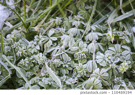 Winter morning, frosty grass Winter morning, frosty grass 110489194