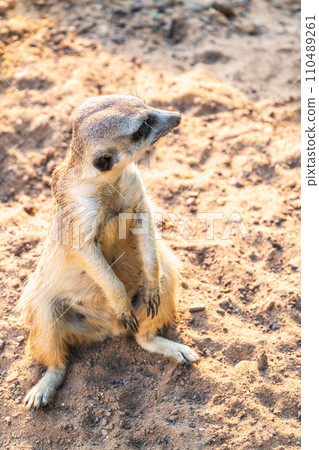 Meerkat, Suricata suricatta, on hind legs. Portrait of meerkat standing on hind legs with alert expression. Portrait of a funny meerkat sitting on its hind legs. Meerkat, Suricata suricatta, on hind legs. Portrait of meerkat standing on hind legs with alert expression. Portrait of a funny meerkat sitting on its hind legs. 110489261