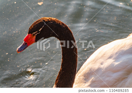The black-necked swan, Cygnus melancoryphus, is a swan that is the largest waterfowl native to South America. The body plumage is white with a black neck and head and greyish bill The black-necked swan, Cygnus melancoryphus, is a swan that is the largest waterfowl native to South America. The body plumage is white with a black neck and head and greyish bill 110489285