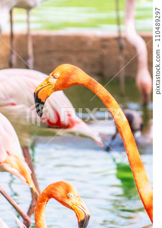 The greater flamingo, Phoenicopterus roseus, standing in water on lake shore. The greater flamingo, Phoenicopterus roseus, standing in water on lake shore. 110489297
