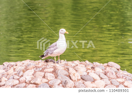 Seagull sits on stone cliff at the sea shore Seagull sits on stone cliff at the sea shore 110489301