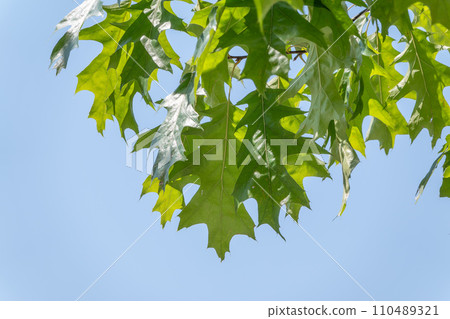 Branches of the northern red oak with green serrated leaves, summer background 110489321
