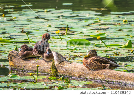 A group of tufted ducks and mallard duck in the wild 110489343