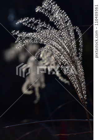 Susuki shining in the sunset 110489361