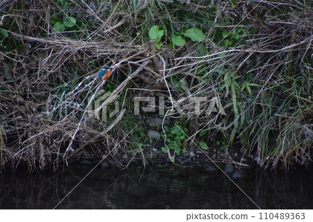 Kingfisher perched on a branch on the riverbank 110489363