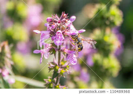 A bee collects pollen on Purple Betony flowers or Betony, Wood Betony, Bishopwort, Bishop's Wort. 110489368