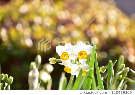 White flowers that look fantastic and lively in the setting sun 110489369