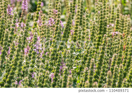 Close up of stachys officinalis, Betonica officinalis foliage. 110489371