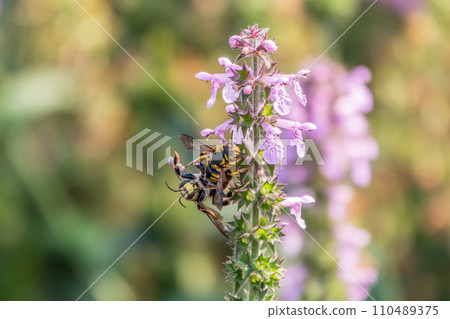 A bee collects pollen on Purple Betony flowers or Betony, Wood Betony, Bishopwort, Bishop's Wort. 110489375