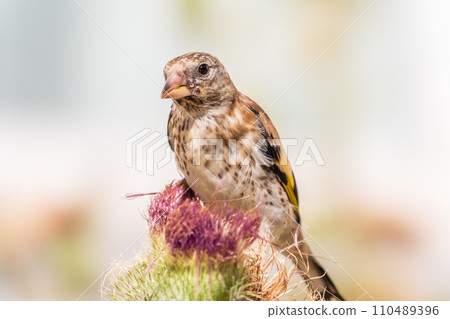 European goldfinch with juvenile plumage, feeding on the seeds of thistles. Carduelis carduelis. 110489396