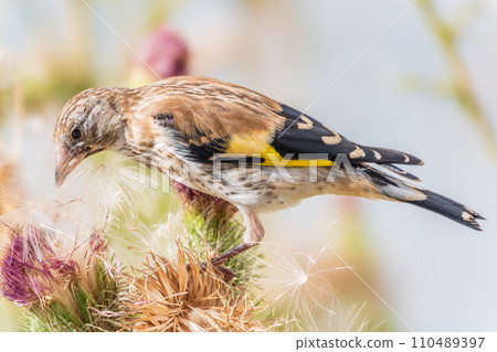 European goldfinch with juvenile plumage, feeding on the seeds of thistles. Carduelis carduelis. 110489397