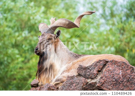 Close-up portrait of Markhor, Capra falconeri, wild goat native to Central Asia, Karakoram and the Himalayas Close-up portrait of Markhor, Capra falconeri, wild goat native to Central Asia, Karakoram and the Himalayas 110489426