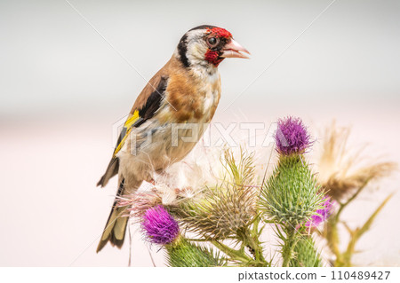 European goldfinch, feeding on the seeds of thistles. Carduelis carduelis. European goldfinch, feeding on the seeds of thistles. Carduelis carduelis. 110489427