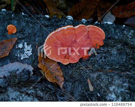 white rot fungus 110489754