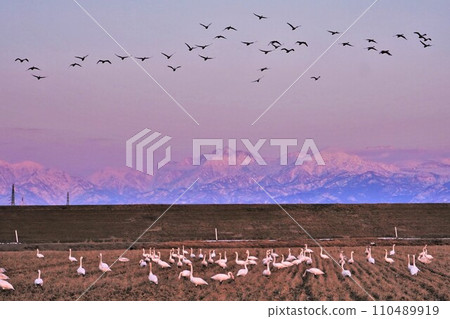 Flock of swans taking flight with the Tateyama mountain range in the background 2 110489919