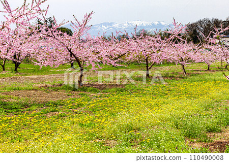 [Fukushima Prefecture, Kuwaori Town] Peach blossoms and lingering snow on the Azuma Mountain Range in April 110490008