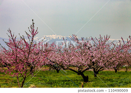 [Fukushima Prefecture, Kuwaori Town] Peach blossoms and lingering snow on the Azuma Mountain Range in April 110490009