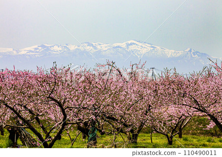 [Fukushima Prefecture, Kuwaori Town] Peach blossoms and lingering snow on the Azuma Mountain Range in April 110490011