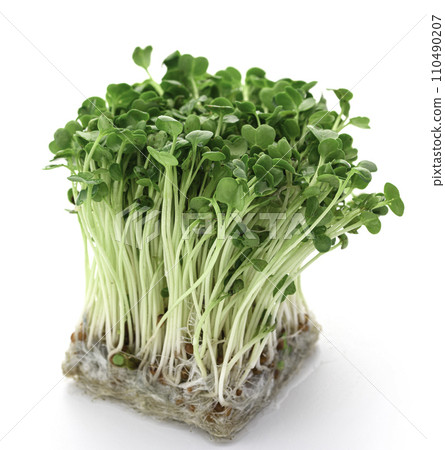 fresh daikon radish fresh daikon radish 110490207