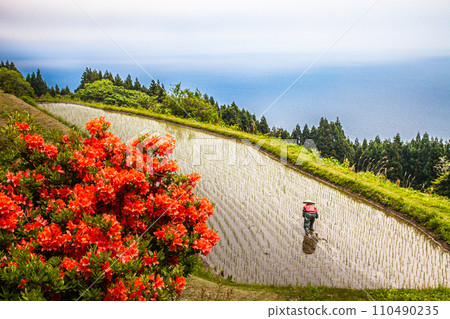 [Niigata Prefecture, Sado, Toyooka Rice Terraces] Blue sea and rice terraces with rhododendron blooming in May 110490235