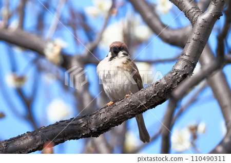 一隻麻雀棲息在梅花和樹枝上 110490311