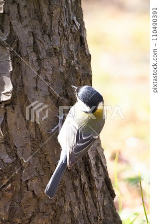 Tit searching for insects hiding in tree trunks Tit searching for insects hiding in tree trunks 110490391
